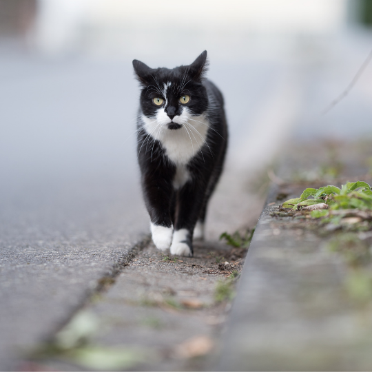 b+w cat walking down street